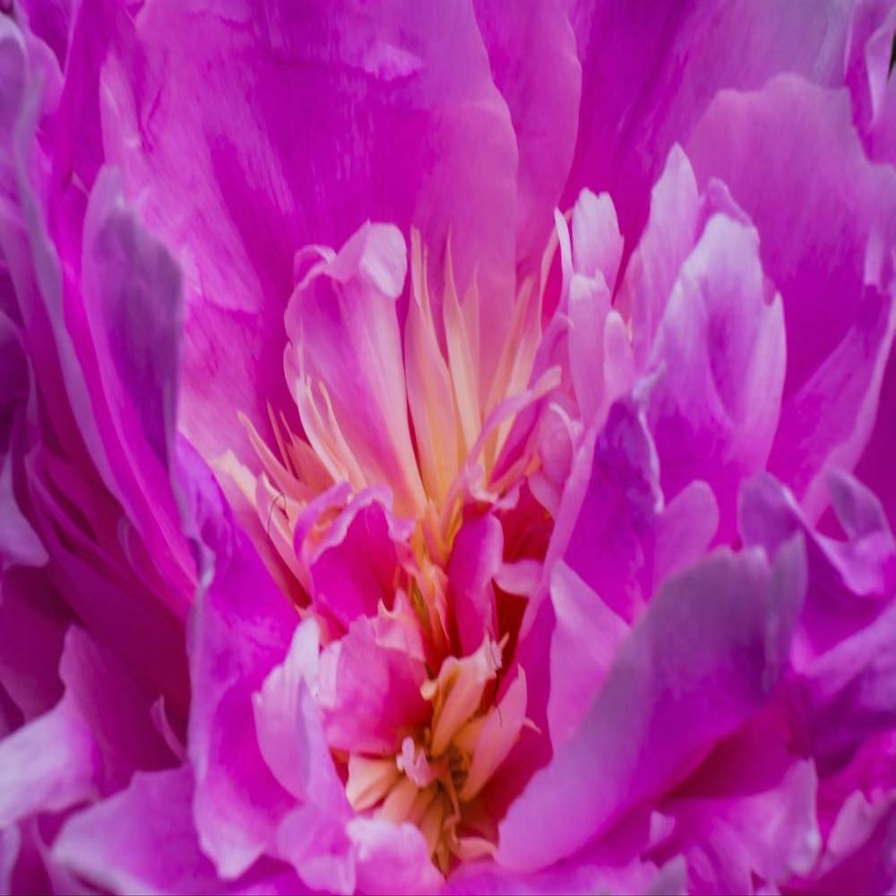 Posterazzi PDDUS48WPE0189LARGE Red Petals of Peony Flower Photo Print, 24 x 36, Multi