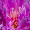 Posterazzi PDDUS48WPE0189LARGE Red Petals of Peony Flower Photo Print, 24 x 36, Multi view 1