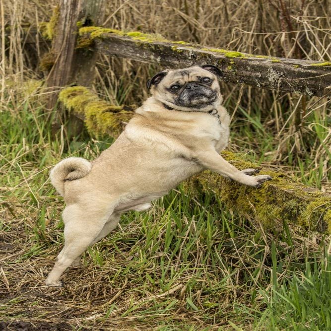 Posterazzi PDDUS48JHO0468LARGE Redmond, WA. Fawn-Colored Pug, Buddy, Posing by a Moss-Covered Fence in Marymoor Park Photo Print, 24 x 36, Multi