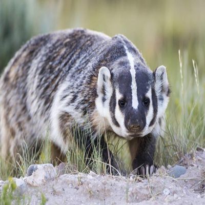 Posterazzi PDDUS51EBO0737LARGE Wyoming, Sublette County. Badger Walking in a Grassland Showing It's Long Claws Photo Print, 24 x 36, Multi