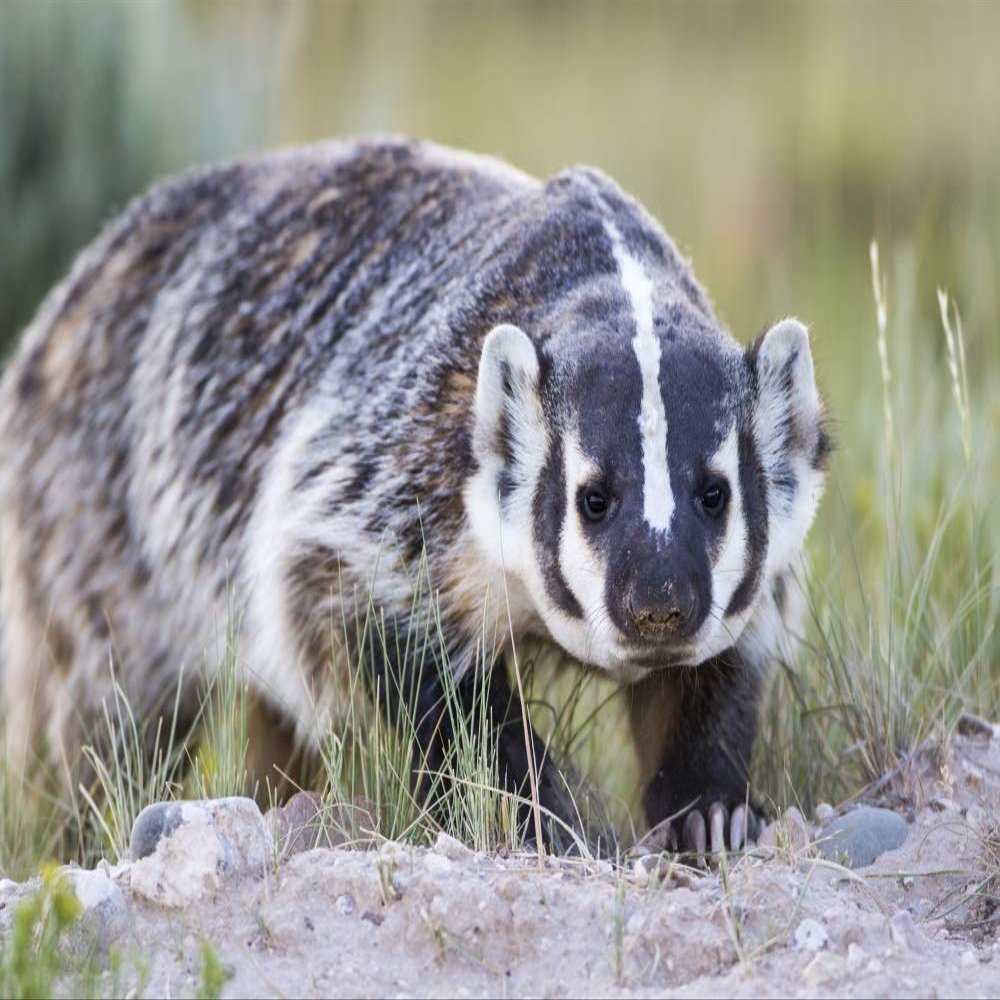 Posterazzi PDDUS51EBO0737LARGE Wyoming, Sublette County. Badger Walking in a Grassland Showing It's Long Claws Photo Print, 24 x 36, Multi