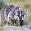 Posterazzi PDDUS51EBO0737LARGE Wyoming, Sublette County. Badger Walking in a Grassland Showing It's Long Claws Photo Print, 24 x 36, Multi view 1