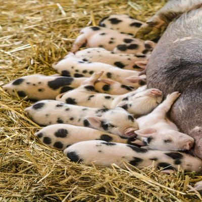 Posterazzi PDDUS48JHO0682LARGE Issaquah, WA. Kunekune Piglets Nursing Photo Print, 24 x 36, Multi