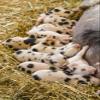 Posterazzi PDDUS48JHO0682LARGE Issaquah, WA. Kunekune Piglets Nursing Photo Print, 24 x 36, Multi view 1
