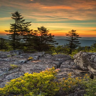 Posterazzi PDDUS49BJY0080LARGE USA, West Virginia, Blackwater Falls State Park. Tree and Landscape at Sunset Photo Print, 24 x 36, Multi