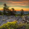 Posterazzi PDDUS49BJY0080LARGE USA, West Virginia, Blackwater Falls State Park. Tree and Landscape at Sunset Photo Print, 24 x 36, Multi view 1