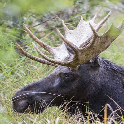Posterazzi PDDUS51EBO0739LARGE USA, Wyoming, Sublette County. Bull Moose Lying Down in a Grassy Area displaying his Large Antlers Photo Print, 24 x 36, Multi