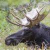 Posterazzi PDDUS51EBO0739LARGE USA, Wyoming, Sublette County. Bull Moose Lying Down in a Grassy Area displaying his Large Antlers Photo Print, 24 x 36, Multi view 1
