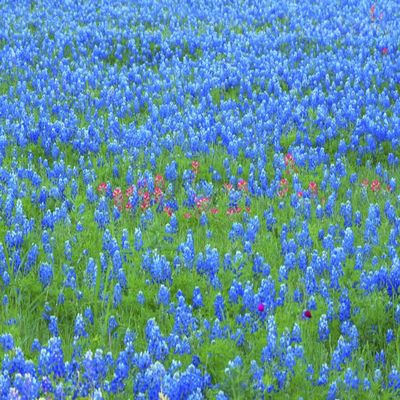 Posterazzi PDDUS44SGU0002LARGE Springtime Bloom of Bluebonnets and Paintbrush Near Lake Buchanan Dam, Texas Hill Country Photo Print, 24 x 36, Multi