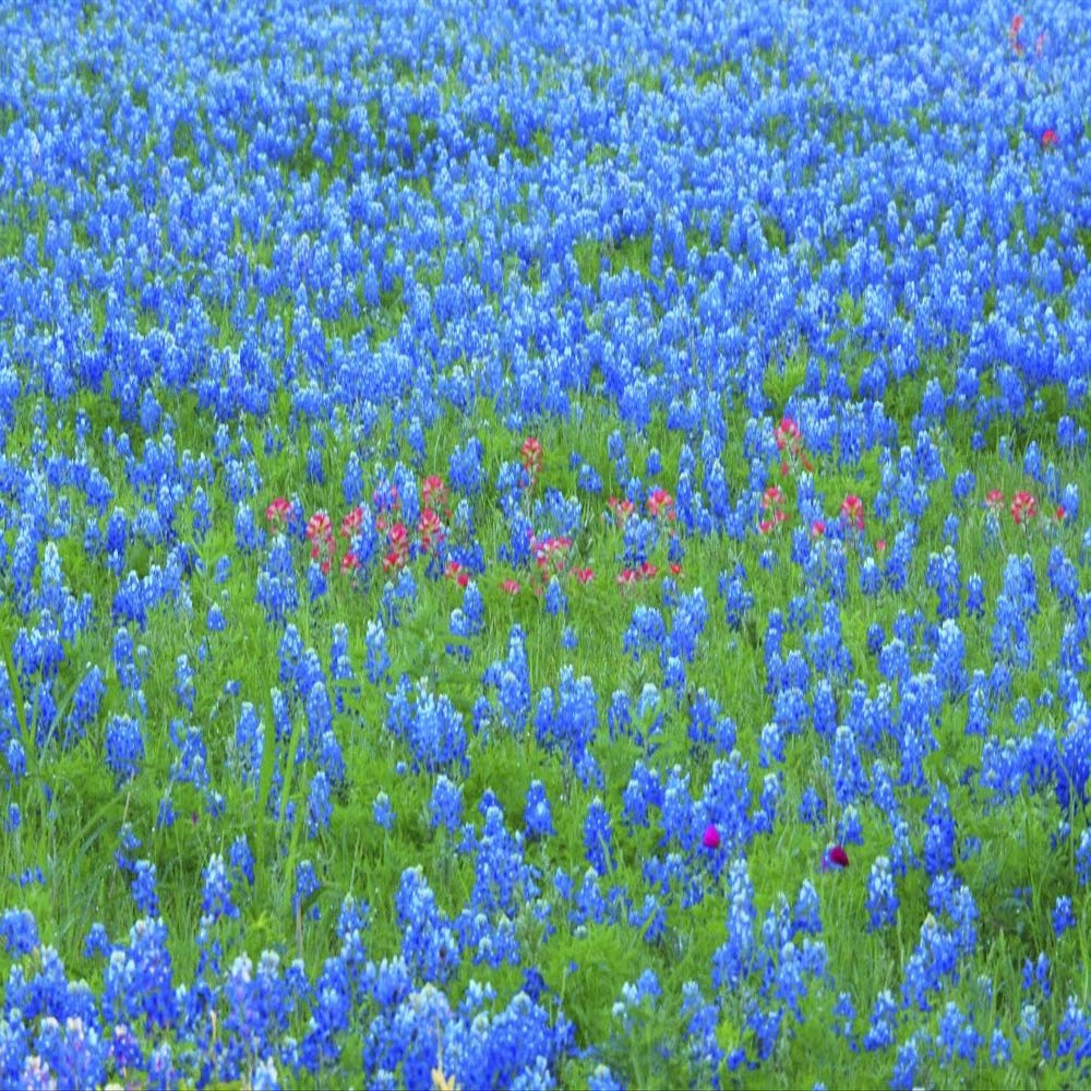Posterazzi PDDUS44SGU0002LARGE Springtime Bloom of Bluebonnets and Paintbrush Near Lake Buchanan Dam, Texas Hill Country Photo Print, 24 x 36, Multi