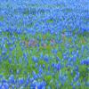Posterazzi PDDUS44SGU0002LARGE Springtime Bloom of Bluebonnets and Paintbrush Near Lake Buchanan Dam, Texas Hill Country Photo Print, 24 x 36, Multi view 1
