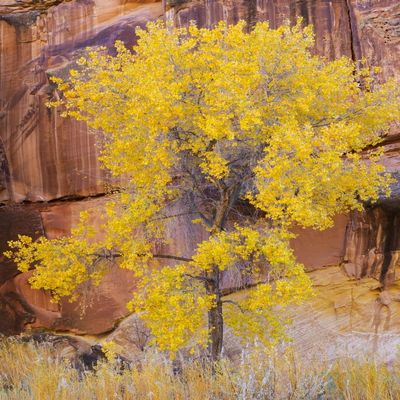Posterazzi PDDUS45JWI0974LARGE Utah, Capitol Reef National Park, Cottonwood Tree Photo Print, 24 x 36, Multi