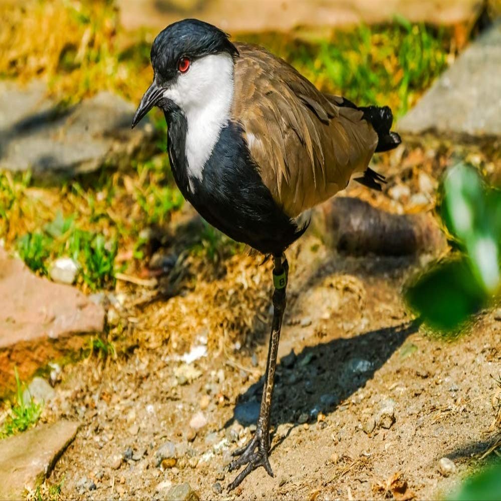 Posterazzi PDDUS48WPE0209LARGE Spur-Winged Lapwing Photo Print, 24 x 36, Multi