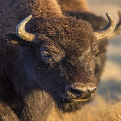 Posterazzi PDDUS51EBO0813LARGE USA, Wyoming, Yellowstone National Park, a Cow Bison Photo Print, 24 x 36, Multi