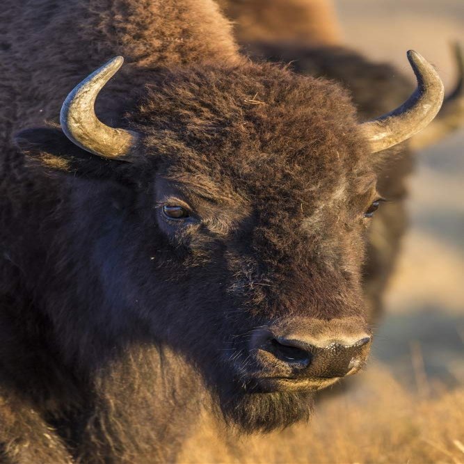 Posterazzi PDDUS51EBO0813LARGE USA, Wyoming, Yellowstone National Park, a Cow Bison Photo Print, 24 x 36, Multi