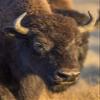 Posterazzi PDDUS51EBO0813LARGE USA, Wyoming, Yellowstone National Park, a Cow Bison Photo Print, 24 x 36, Multi view 1