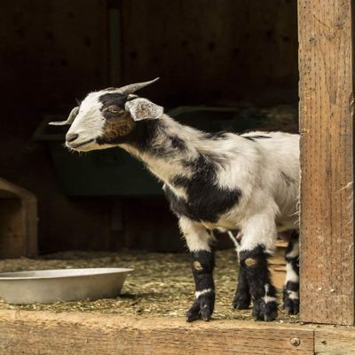 Posterazzi PDDUS48JHO0136LARGE Issaquah, WA. Adult doe Mixed Breed Goat Looking Out from The barn Photo Print, 24 x 36, Multi