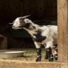Posterazzi PDDUS48JHO0136LARGE Issaquah, WA. Adult doe Mixed Breed Goat Looking Out from The barn Photo Print, 24 x 36, Multi view 1