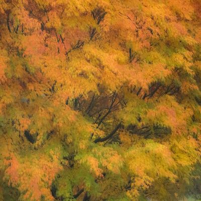 Posterazzi PDDUS48SGU0002LARGE Fall Colors in Golden Leaves of bigleaf Maple with a Soft Focus Look Photo Print, 24 x 36, Multi