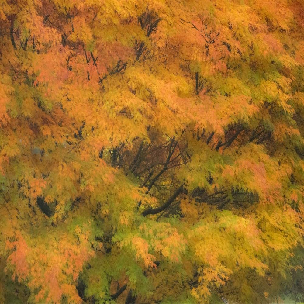 Posterazzi PDDUS48SGU0002LARGE Fall Colors in Golden Leaves of bigleaf Maple with a Soft Focus Look Photo Print, 24 x 36, Multi