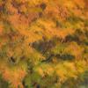Posterazzi PDDUS48SGU0002LARGE Fall Colors in Golden Leaves of bigleaf Maple with a Soft Focus Look Photo Print, 24 x 36, Multi view 1