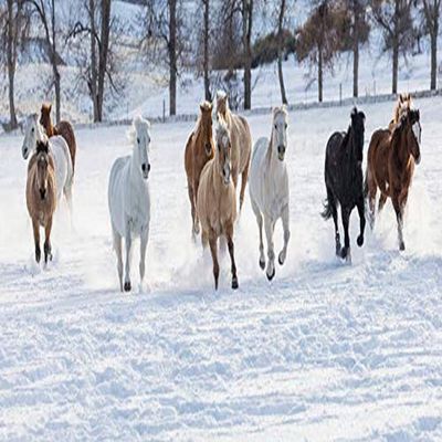 Posterazzi PDDUS51DGU0279LARGE Cowboy Drive on Hideout Ranch, Shell, Wyoming. Herd of Horses Running in Snow Photo Print, 36 x 24, Multi
