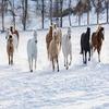 Posterazzi PDDUS51DGU0279LARGE Cowboy Drive on Hideout Ranch, Shell, Wyoming. Herd of Horses Running in Snow Photo Print, 36 x 24, Multi view 1