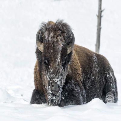 Posterazzi PDDUS51EGO0058LARGE USA, Wyoming, Yellowstone National Park. A Bison Bull is Covered in Snow After Foraging for Grass Photo Print, 24 x 36, Multi