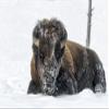 Posterazzi PDDUS51EGO0058LARGE USA, Wyoming, Yellowstone National Park. A Bison Bull is Covered in Snow After Foraging for Grass Photo Print, 24 x 36, Multi view 1
