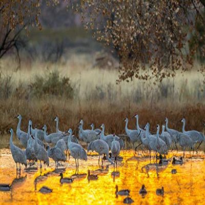 Posterazzi PDDUS32BJY0419LARGE Jaynes Gallery Photo Print, 36 x 24, Multi
