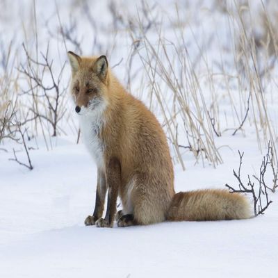 Posterazzi PDDAS15DGU0145LARGE Red Fox Sitting in Snow Photo Print, 24 x 36, Multi