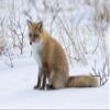 Posterazzi PDDAS15DGU0145LARGE Red Fox Sitting in Snow Photo Print, 24 x 36, Multi view 1
