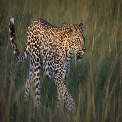 Posterazzi PDDAF21BJY0135LARGE Africa, Kenya, Maasai Mara National Reserve. Close-up of Walking Leopard Photo Print, 24 x 36, Multi