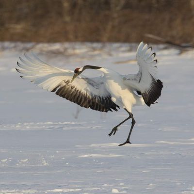 Posterazzi PDDAS15DGU0093LARGE Rare red-Crowned Crane of Northern Island of Hokkaido, Japan Photo Print, 24 x 36, Multi