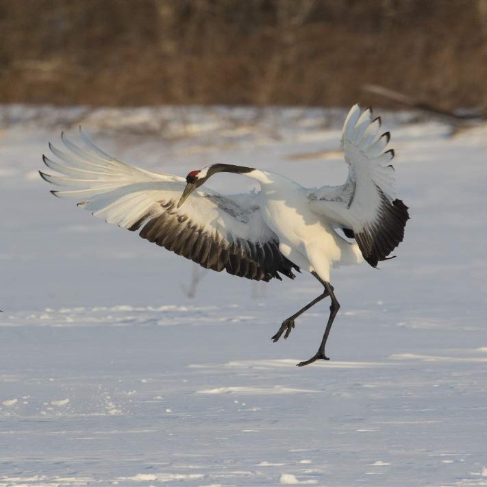 Posterazzi PDDAS15DGU0093LARGE Rare red-Crowned Crane of Northern Island of Hokkaido, Japan Photo Print, 24 x 36, Multi