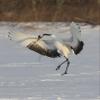Posterazzi PDDAS15DGU0093LARGE Rare red-Crowned Crane of Northern Island of Hokkaido, Japan Photo Print, 24 x 36, Multi view 1