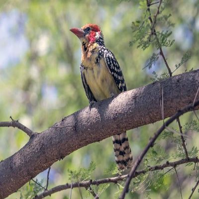 Posterazzi PDDAF45CSL0367LARGE Africa, Tanzania, Lake Manyara National Park. Red-and-Yellow Barbet (Trachyphonus erythrocephalus) Photo Print, 24 x 36, Multi