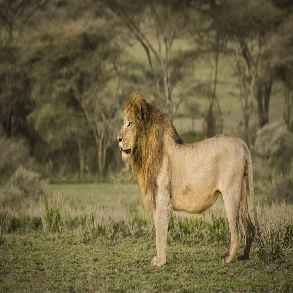 Posterazzi PDDAF45BJY0032LARGE Africa, Tanzania, Ngorongoro Conservation Area. Male Lion in Profile Photo Print, 24 x 36, Multi