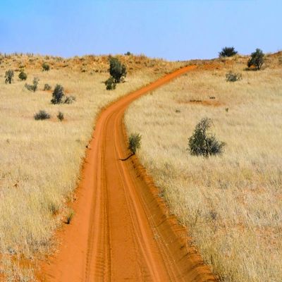 Posterazzi PDDAF42KSU0006LARGE Red Sand Road in Kgalagadi Transfrontier Park, South Africa Photo Print, 24 x 36, Multi
