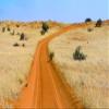 Posterazzi PDDAF42KSU0006LARGE Red Sand Road in Kgalagadi Transfrontier Park, South Africa Photo Print, 24 x 36, Multi view 1