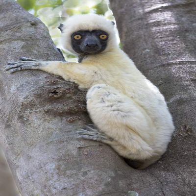Posterazzi PDDAF24EGO0001LARGE Madagascar, Le PARC National Tsingy de Bemaraha, Decken's sifaka Photo Print, 24 x 36, Multi