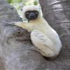Posterazzi PDDAF24EGO0001LARGE Madagascar, Le PARC National Tsingy de Bemaraha, Decken's sifaka Photo Print, 24 x 36, Multi view 1