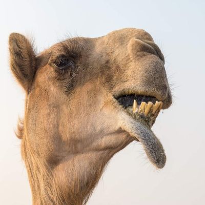 Posterazzi PDDAS44YCA0027LARGE Dubai, UAE. Close-up of a Camel Photo Print, 24 x 36, Multi