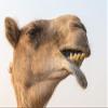 Posterazzi PDDAS44YCA0027LARGE Dubai, UAE. Close-up of a Camel Photo Print, 24 x 36, Multi view 1