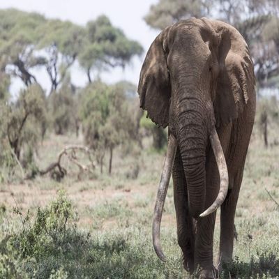 Posterazzi PDDAF21BJY0034LARGE Africa, Kenya, Amboseli National Park. Elephant Walking Photo Print, 24 x 36, Multi
