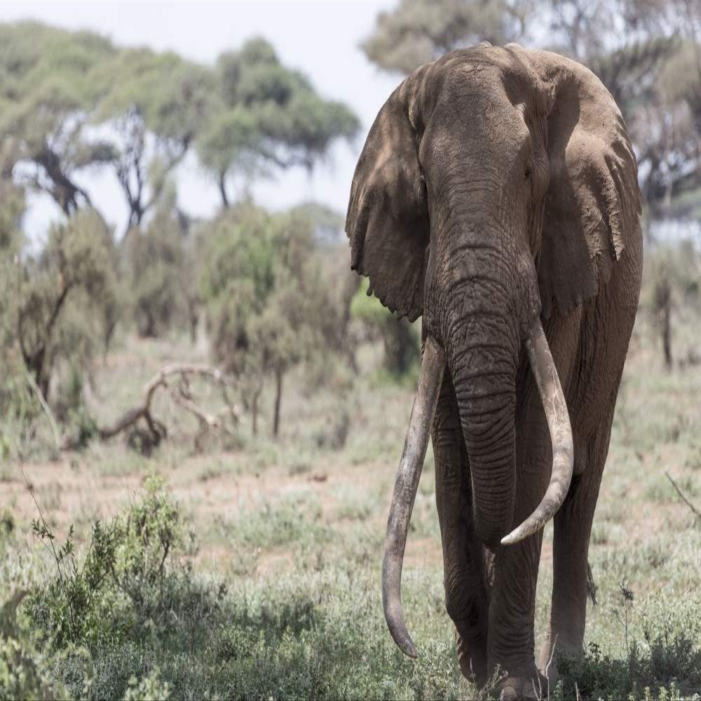 Posterazzi PDDAF21BJY0034LARGE Africa, Kenya, Amboseli National Park. Elephant Walking Photo Print, 24 x 36, Multi