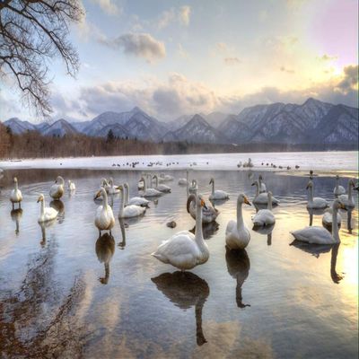 Posterazzi PDDAS15DGU0030LARGE Whooper Swans in Lake Kussharo, Hokkaido, Japan Photo Print, 24 x 36, Multi