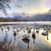 Posterazzi PDDAS15DGU0030LARGE Whooper Swans in Lake Kussharo, Hokkaido, Japan Photo Print, 24 x 36, Multi view 1
