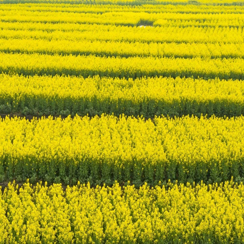 Posterazzi PDDAS07KSU2086LARGE Canola Flower Fields, Xinghua, Jiangsu Province, China Photo Print, 24 x 36, Multi