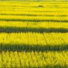 Posterazzi PDDAS07KSU2086LARGE Canola Flower Fields, Xinghua, Jiangsu Province, China Photo Print, 24 x 36, Multi view 1